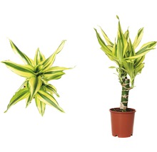 Zwei Ansichten einer Dracaena fragrans im Topf.