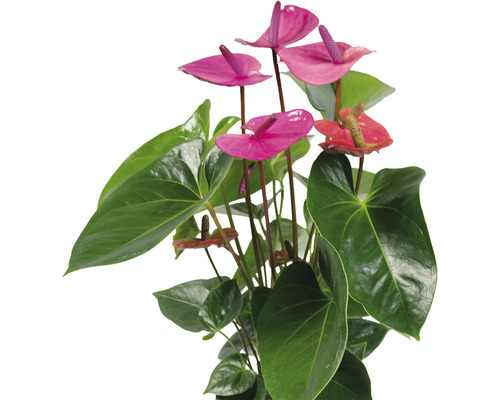 Flamingoblume FloraSelf Anthurium andreanum 'Purple' H 55-60 cm Ø 17 cm Topf