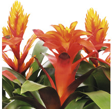 Bromelie mit orangefarbenen Blüten und grünen Blättern.