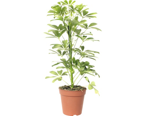 Strahlenaralie FloraSelf Schefflera arboricola 'Nora' H 45-55 cm Ø 13 cm Topf-0