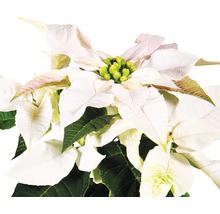 Weihnachtsstern mit weißen Blättern