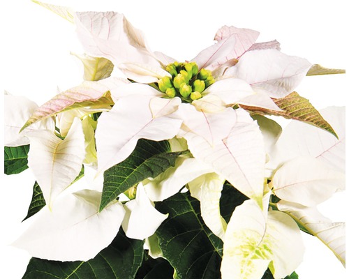 Weihnachtsstern mit weißen Blättern