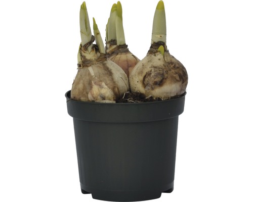 Narzissenzwiebeln in einem schwarzen Topf