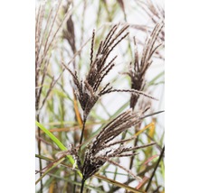 Detailaufnahme von Chinaschilf im Garten