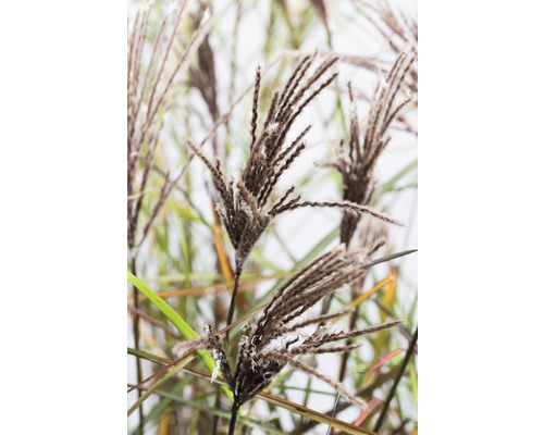 Detailaufnahme von Chinaschilf im Garten