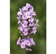 Nahaufnahme einer Lavendelblüte