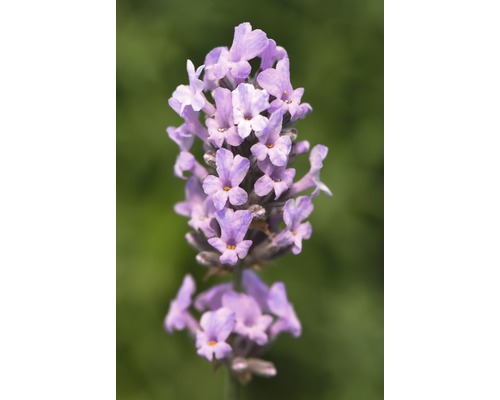 Nahaufnahme einer Lavendelblüte