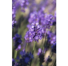 Nahaufnahme von Lavendelblüten