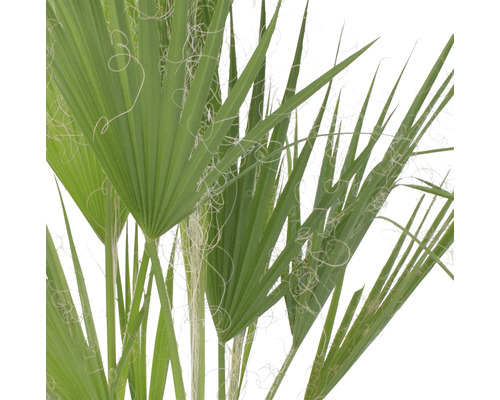 Detailaufnahme einer Washingtonpalme mit Fächerblättern