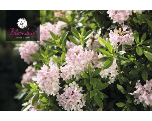 Zwerg-Rhododendron FloraSelf Buchsbaum Alternative Rhododendron micranthum Bloombux' ® H 15-20 cm Co 2 L rosa Blühender Rhododendron mit Blättern