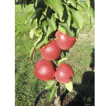 Apfelbaum mit roten Äpfeln im Topf