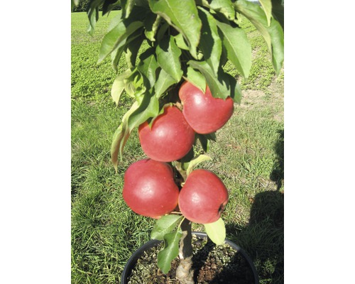 Bio Zwerg-Säulenapfel FloraSelf Bio Malus Starline 'Red Crimson' H 60-80 cm Co 7,5 L Apfelbaum mit roten Äpfeln im Topf