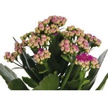 Kalanchoe Pflanze mit Knospen und Blüten