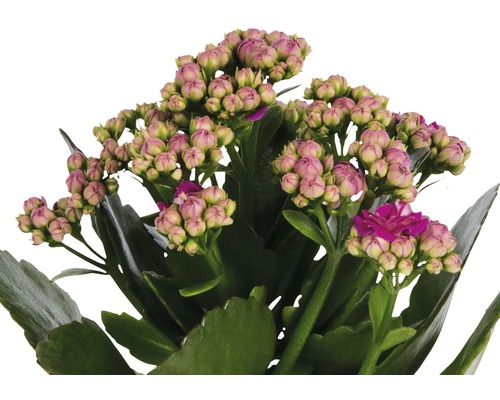 Kalanchoe Pflanze mit Knospen und Blüten