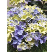 Nahaufnahme einer Hortensie mit Blüten