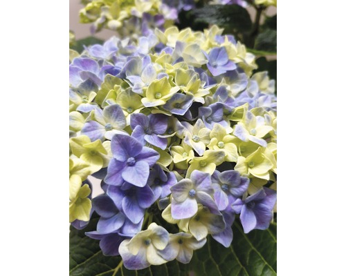 Nahaufnahme einer Hortensie mit Blüten