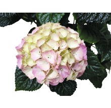 Hortensie mit Blüte und Blättern