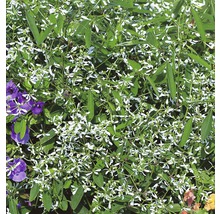 Euphorbia hypericifolia Diamond Frost im Detail.