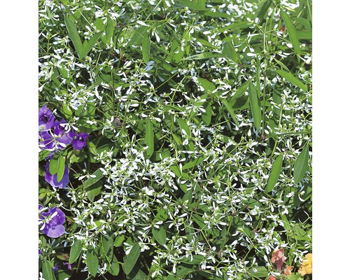 Euphorbia hypericifolia Diamond Frost im Detail.