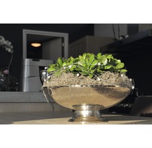 Dekorative Pflanze in metallener Pflanzschale mit Fuß