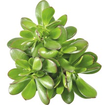 Dickblatt Pflanze von oben