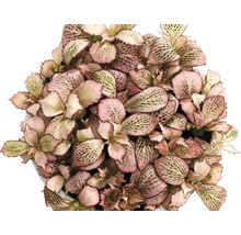 Fittonia Zimmerpflanze im Topf