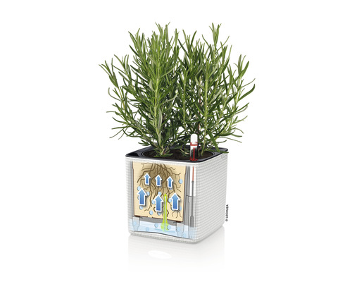 Quadratischer Pflanztopf mit Bewässerungssystem und Pflanze