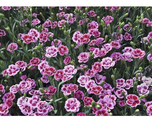 Nahaufnahme von Nelkenblüten im Garten