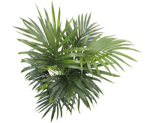 Areca Palme Zimmerpflanze von oben