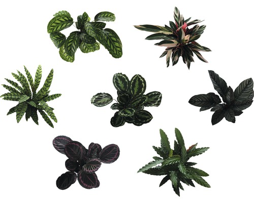 Verschiedene Korbmaranten Zimmerpflanzen von oben