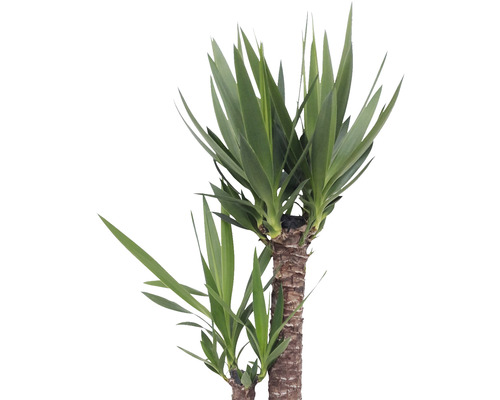 Yucca Zimmerpflanze mit grünen Blättern