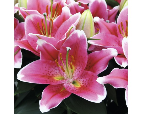 Nahaufnahme von rosa Lilienblüten