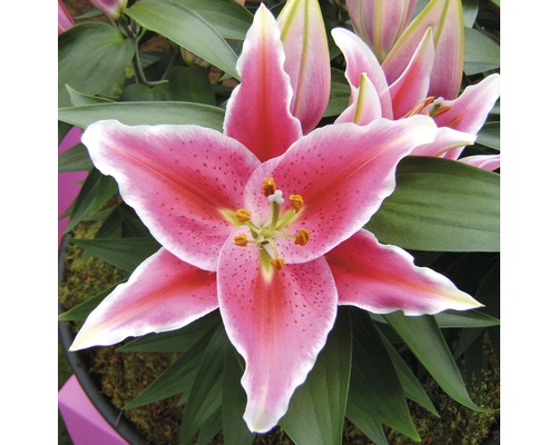 Nahaufnahme einer rosa Lilienblüte mit grünen Blättern