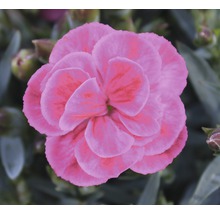 Nahaufnahme einer Nelkenblüte