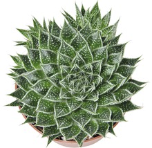 Aloe aristata Zimmerpflanze im Topf