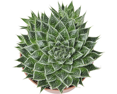 Aloe aristata Zimmerpflanze im Topf