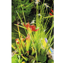 Teichpflanzen Set für Miniteich FloraSelf inkl. Treibring