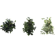 Drei verschiedene Birkenfeigen Pflanzen mit Blättern