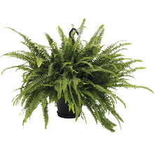 Hängepflanze mit Farn in einem Topf