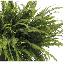 Hängepflanze mit Farn