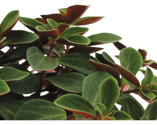 Peperomia Pflanze mit Blättern