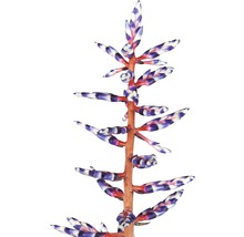 Aechmea-Blütenstand mit gestreiften Blütenblättern