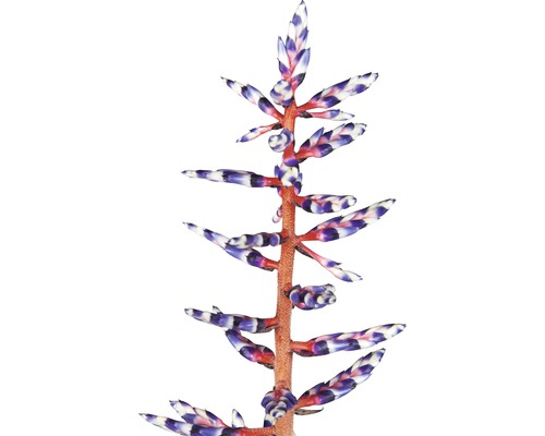 Aechmea-Blütenstand mit gestreiften Blütenblättern