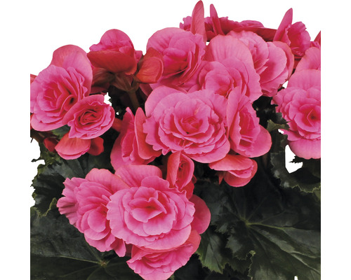 Begonienblüten mit grünen Blättern