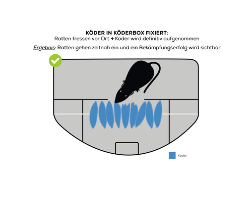Illustration einer Ratte, die in eine Köderbox eindringt, um Köder zu fressen