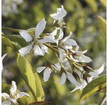 Felsenbirne mit weißen Blüten und grünen Blättern.