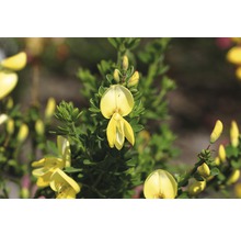 Blüte des Strauchginsters mit grünen Blättern