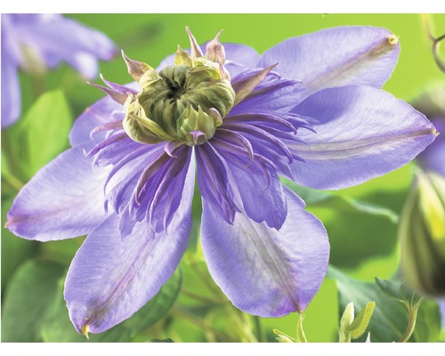 Waldrebe FloraSelf Clematis-Cultivars'Blue Light' PBR H 50-70 cm Co 2,3 L