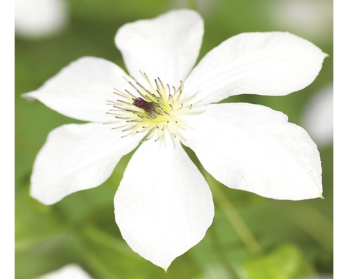 Waldrebe FloraSelf Clematis-Cultivars 'Forever Friends PBR' H 50-70 cm Co 2,3 L Nahaufnahme einer weißen Waldrebe