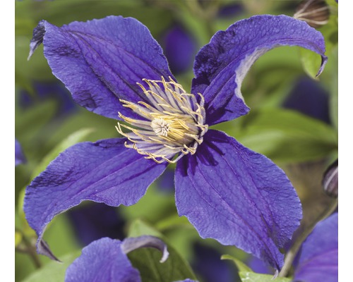 Waldrebe FloraSelf Clematis-Cultivars 'So Many® Blue Flowers PBR' H 50-70 cm Co 2,3 L